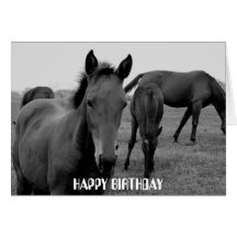 HORSES HAPPY BIRTHDAY card design