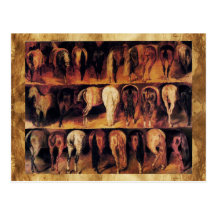 Horses' Hindquarters Postcard