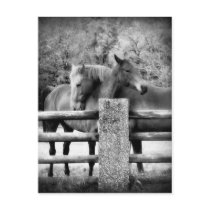 Horses Hugging - Horse Love Photograph