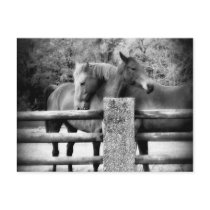 Horses Hugging - Horse Love Photograph