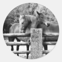 Horses Hugging - Horse Love Photograph Stickers