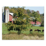 Horses in Field 10x8 Photographic Print