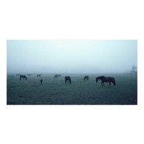 Horses in fog photo card