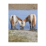 HORSES IN LOVE POST CARD