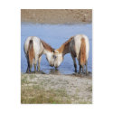 HORSES IN LOVE postcards