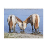 HORSES IN LOVE POST CARDS