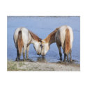 HORSES IN LOVE postcards