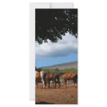 Horses In Paradise rack cards