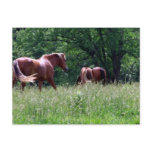 Horses in Summer Pasture Painting Postcard