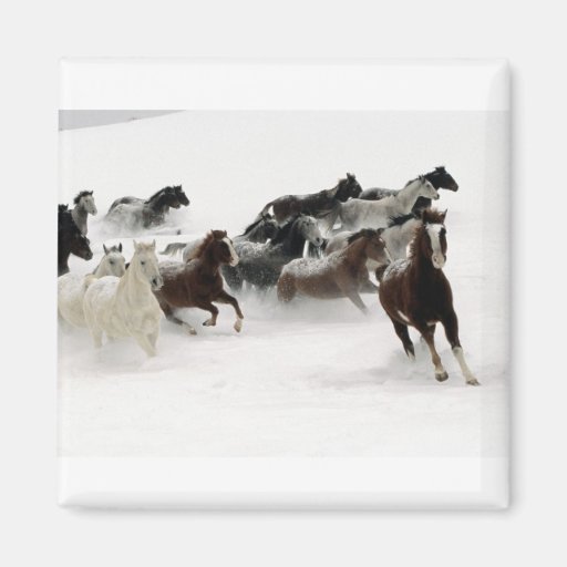 Horses in the snow refrigerator magnets