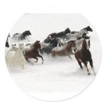 Horses in the snow