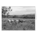 Horses in the Sun by CatMac cards