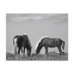 Horses in Whale-fjord #2 postcards