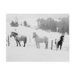 Horses In Winter Post Card