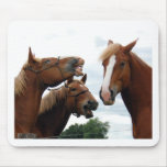 Horses laughing