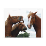 Horses laughing