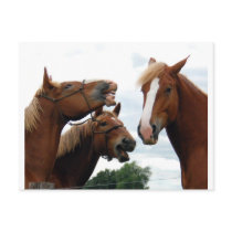 Horses laughing