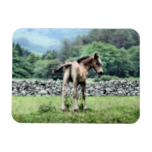 HORSES MAGNETS