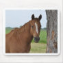 Horses Usepads