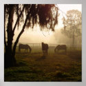 Horses on a Misty Morning in Pasture posters