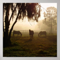 Horses on a Misty Morning in Pasture Print