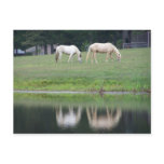 Horses on Pond Post Card
