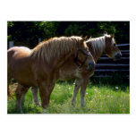 Horses Post Cards
