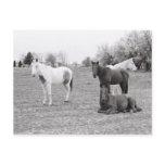 Horses Postcards