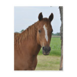 Horses Post Cards