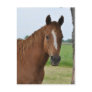 Horses Post Cards