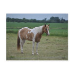 Horses Postcard