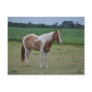 Horses Postcard