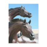 Horses Post Card