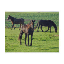 Horses postcard