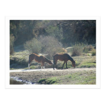horses postcard