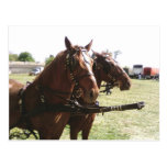 Horses Ready To Go Postcards