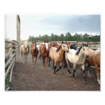 Horses Running Alley 8x10 Art Photo