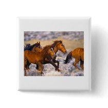 Horses running