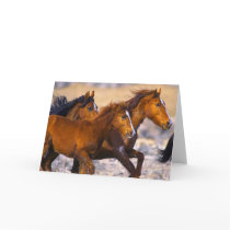 Horses running