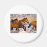 Horses running fridge magnet