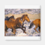Horses running fridge magnets