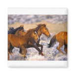 Horses running