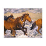 Horses running postcards
