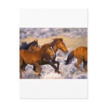 Horses running
