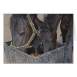 Horses sharing card