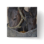 Horses sharing pin