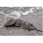 Horseshoe Crab photo sculptures