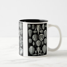 Horseshoe Crabs, Trilobites & Snails Mug