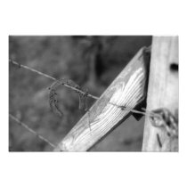 Horseshoe Fence Photograph