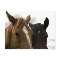 horsey love postcard